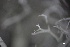  ( - L-821)  @11 [ ] CreativeCommons Attribution Non-Commercial No Derivatives (2018) Matt Lemay Hakai Institute
