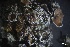  ( - L-854)  @11 [ ] CreativeCommons Attribution Non-Commercial No Derivatives (2018) Matt Lemay Hakai Institute