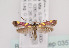  (Caloptilia magnifica - TLMF Lep 03577)  @14 [ ] CreativeCommons - Attribution Non-Commercial Share-Alike (2011) Peter Huemer Tiroler Landesmuseum Ferdinandeum