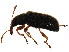  (Cimberis elongata - BIOUG01144-A04)  @14 [ ] CreativeCommons - Attribution (2011) CBG Photography Group Centre for Biodiversity Genomics