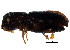  ( - BIOUG00993-H11)  @13 [ ] CreativeCommons - Attribution (2011) CBG Photography Group Centre for Biodiversity Genomics