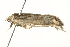  (Dichomeris furia - BIOUG01292-C12)  @13 [ ] CreativeCommons - Attribution (2012) CBG Photography Group Centre for Biodiversity Genomics