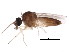 (Forcipomyia titillans - BIOUG01360-A12)  @14 [ ] CreativeCommons - Attribution (2012) CBG Photography Group Centre for Biodiversity Genomics