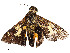  ( - CBG-A58695-A02)  @11 [ ] CreativeCommons - Attribution Share - Alike (2025) CBG Photography Group Centre for Biodiversity Genomics