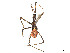  ( - CBG-A58695-B03)  @11 [ ] CreativeCommons - Attribution (2025) CBG Photography Group Centre for Biodiversity Genomics