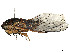  ( - CBG-A58695-C05)  @11 [ ] CreativeCommons - Attribution (2025) CBG Photography Group Centre for Biodiversity Genomics