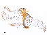  ( - CBG-A58695-C11)  @11 [ ] CreativeCommons - Attribution (2025) CBG Photography Group Centre for Biodiversity Genomics