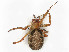  ( - CBG-A58695-F12)  @11 [ ] CreativeCommons - Attribution (2025) CBG Photography Group Centre for Biodiversity Genomics