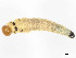  ( - CBG-A58695-G12)  @11 [ ] CreativeCommons - Attribution (2025) CBG Photography Group Centre for Biodiversity Genomics