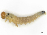  ( - CBG-A58695-H02)  @11 [ ] CreativeCommons - Attribution (2025) CBG Photography Group Centre for Biodiversity Genomics