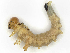  ( - CBG-A58695-H04)  @11 [ ] CreativeCommons - Attribution (2025) CBG Photography Group Centre for Biodiversity Genomics