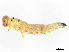  ( - CBG-A58695-H05)  @11 [ ] CreativeCommons - Attribution (2025) CBG Photography Group Centre for Biodiversity Genomics