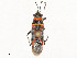  ( - CBG-A58696-A10)  @11 [ ] CreativeCommons - Attribution Share - Alike (2025) CBG Photography Group Centre for Biodiversity Genomics