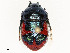  ( - CBG-A58696-B03)  @11 [ ] CreativeCommons - Attribution Share - Alike (2025) CBG Photography Group Centre for Biodiversity Genomics