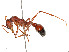  ( - CBG-A58696-B12)  @11 [ ] CreativeCommons - Attribution Share - Alike (2025) CBG Photography Group Centre for Biodiversity Genomics
