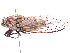  ( - CBG-A58696-E02)  @11 [ ] CreativeCommons - Attribution Share - Alike (2025) CBG Photography Group Centre for Biodiversity Genomics