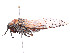  ( - CBG-A58696-E03)  @11 [ ] CreativeCommons - Attribution Share - Alike (2025) CBG Photography Group Centre for Biodiversity Genomics