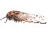  ( - CBG-A58696-E06)  @11 [ ] CreativeCommons - Attribution Share - Alike (2025) CBG Photography Group Centre for Biodiversity Genomics