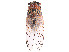  ( - CBG-A58696-E08)  @11 [ ] CreativeCommons - Attribution Share - Alike (2025) CBG Photography Group Centre for Biodiversity Genomics