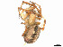  ( - CBG-A58696-G02)  @11 [ ] CreativeCommons - Attribution (2025) CBG Photography Group Centre for Biodiversity Genomics
