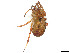  ( - CBG-A58696-G03)  @11 [ ] CreativeCommons - Attribution (2025) CBG Photography Group Centre for Biodiversity Genomics