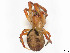  ( - CBG-A58696-G04)  @11 [ ] CreativeCommons - Attribution (2025) CBG Photography Group Centre for Biodiversity Genomics