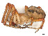  ( - CBG-A58696-G05)  @11 [ ] CreativeCommons - Attribution (2025) CBG Photography Group Centre for Biodiversity Genomics