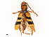  ( - CBG-A65366-H08)  @11 [ ] CreativeCommons - Attribution Share - Alike (2025) CBG Photography Group Centre for Biodiversity Genomics