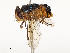  ( - CBG-A65368-A06)  @11 [ ] CreativeCommons - Attribution Share - Alike (2025) CBG Photography Group Centre for Biodiversity Genomics