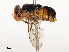  ( - CBG-A65368-A07)  @11 [ ] CreativeCommons - Attribution Share - Alike (2025) CBG Photography Group Centre for Biodiversity Genomics