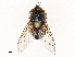  ( - CBG-A65368-A08)  @11 [ ] CreativeCommons - Attribution Share - Alike (2025) CBG Photography Group Centre for Biodiversity Genomics
