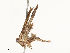  ( - CBG-A65370-E09)  @11 [ ] CreativeCommons - Attribution Share - Alike (2025) CBG Photography Group Centre for Biodiversity Genomics