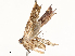  ( - CBG-A65370-E10)  @11 [ ] CreativeCommons - Attribution Share - Alike (2025) CBG Photography Group Centre for Biodiversity Genomics