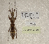  (Hesperophasmatini - WG1PHANT23-084)  @11 [ ] Copyright (2023) Yannick BELLANGER ASPER (Association pour la Systématique des Phasmes et l'Etude de leur Répartition)