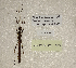  ( - WG1PHANT23-085)  @11 [ ] Copyright (2023) Yannick BELLANGER ASPER (Association pour la Systématique des Phasmes et l'Etude de leur Répartition)