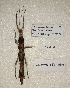  (Lamponius bocki - WG1PHANT23-089)  @11 [ ] Copyright (2023) Yannick BELLANGER ASPER (Association pour la Systématique des Phasmes et l'Etude de leur Répartition)