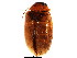  ( - BIOUG00993-G03)  @13 [ ] CreativeCommons - Attribution (2011) CBG Photography Group Centre for Biodiversity Genomics