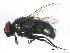  ( - BIOUG01373-A06)  @13 [ ] CreativeCommons - Attribution (2012) CBG Photography Group Centre for Biodiversity Genomics