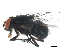  ( - BIOUG01373-B03)  @13 [ ] CreativeCommons - Attribution (2012) CBG Photography Group Centre for Biodiversity Genomics