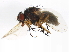  ( - BIOUG01373-D06)  @13 [ ] CreativeCommons - Attribution (2012) CBG Photography Group Centre for Biodiversity Genomics