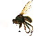  ( - BIOUG00992-C07)  @13 [ ] CreativeCommons - Attribution (2011) CBG Photography Group Centre for Biodiversity Genomics