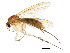  (Mycetophila - BIOUG01338-E07)  @16 [ ] CreativeCommons - Attribution (2011) CBG Photography Group Centre for Biodiversity Genomics