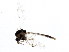  ( - BIOUG01338-F10)  @13 [ ] CreativeCommons - Attribution (2011) CBG Photography Group Centre for Biodiversity Genomics