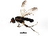  ( - BIOUG01344-C02)  @13 [ ] CreativeCommons - Attribution (2011) CBG Photography Group Centre for Biodiversity Genomics
