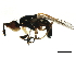  ( - BIOUG01347-H11)  @13 [ ] CreativeCommons - Attribution (2011) CBG Photography Group Centre for Biodiversity Genomics