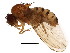  ( - BIOUG01348-H01)  @13 [ ] CreativeCommons - Attribution (2011) CBG Photography Group Centre for Biodiversity Genomics