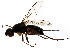  (Themira nigricornis - BIOUG01349-F12)  @15 [ ] CreativeCommons - Attribution (2011) CBG Photography Group Centre for Biodiversity Genomics