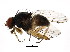  (Neodexiopsis calopyga - BIOUG01364-F10)  @15 [ ] CreativeCommons - Attribution (2012) CBG Photography Group Centre for Biodiversity Genomics