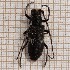  ( - LVHOMED52)  @11 [ ] CreativeCommons - Attribution Share-Alike (2021) Unspecified URZF Unite de Recherche Zoologie Forestiere INRA