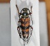  ( - LVHOMED243)  @11 [ ] Unspecified (default): All Rights Reserved  Unspecified Unspecified